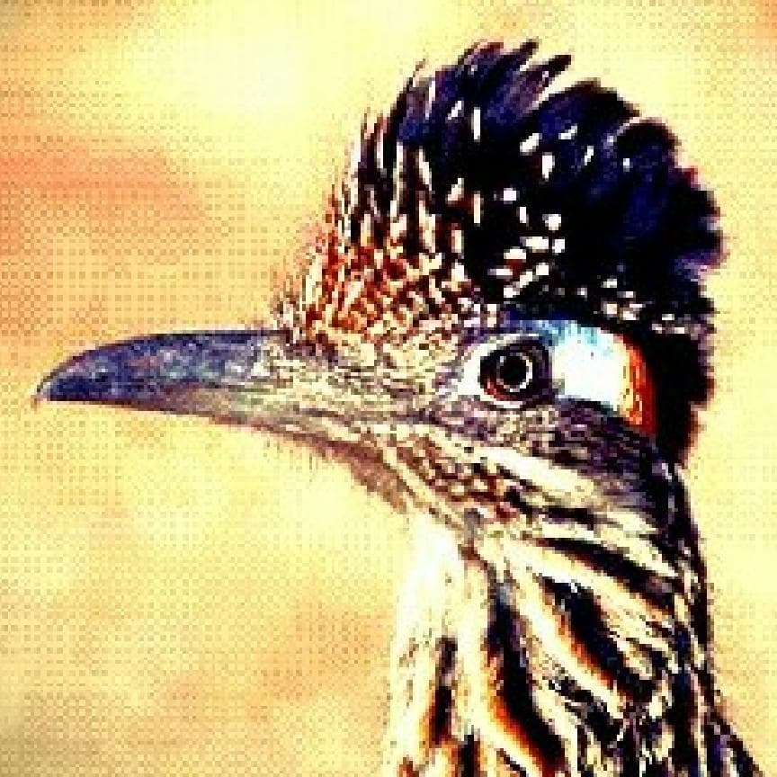 Road Runner